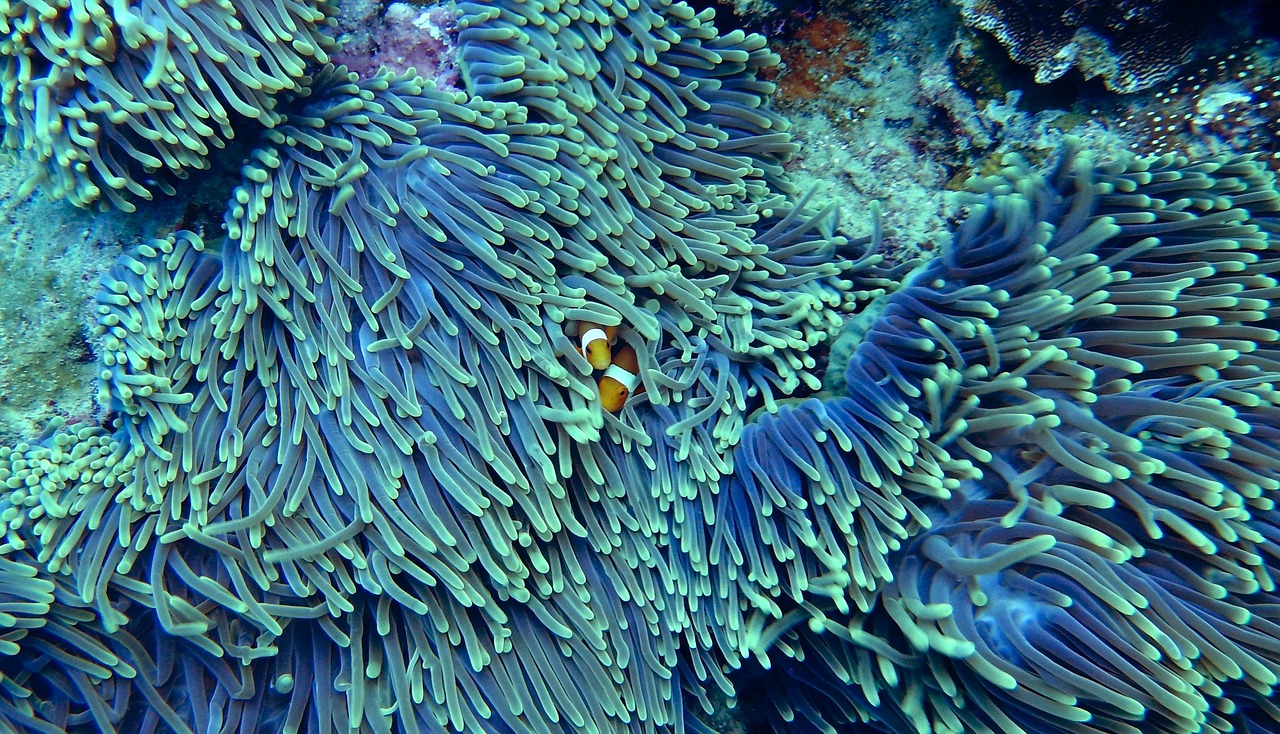 Coral Restoration Is Not Just Planting Fragments
