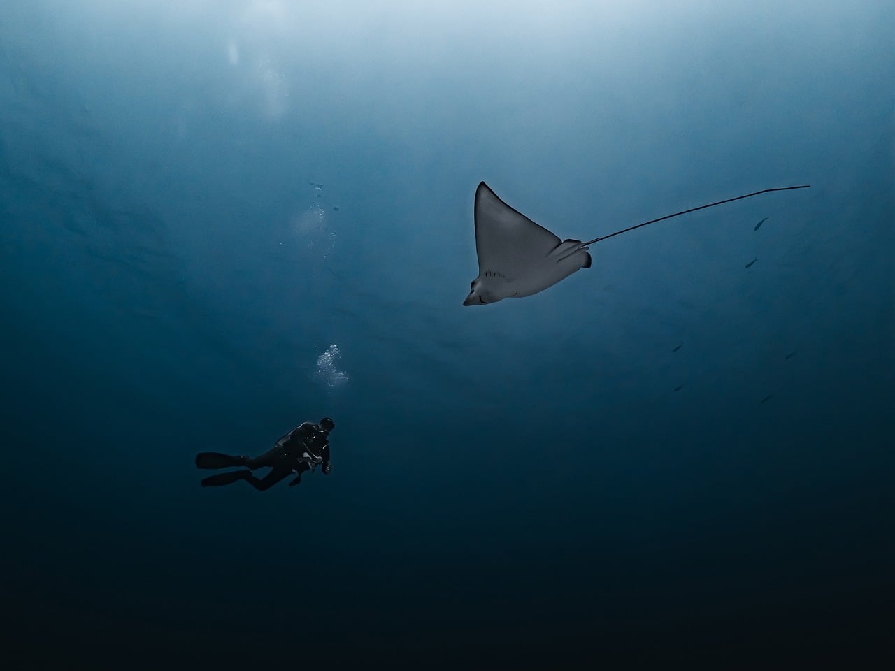 How to Pick a Dive Operator That Actually Cares About the Reef