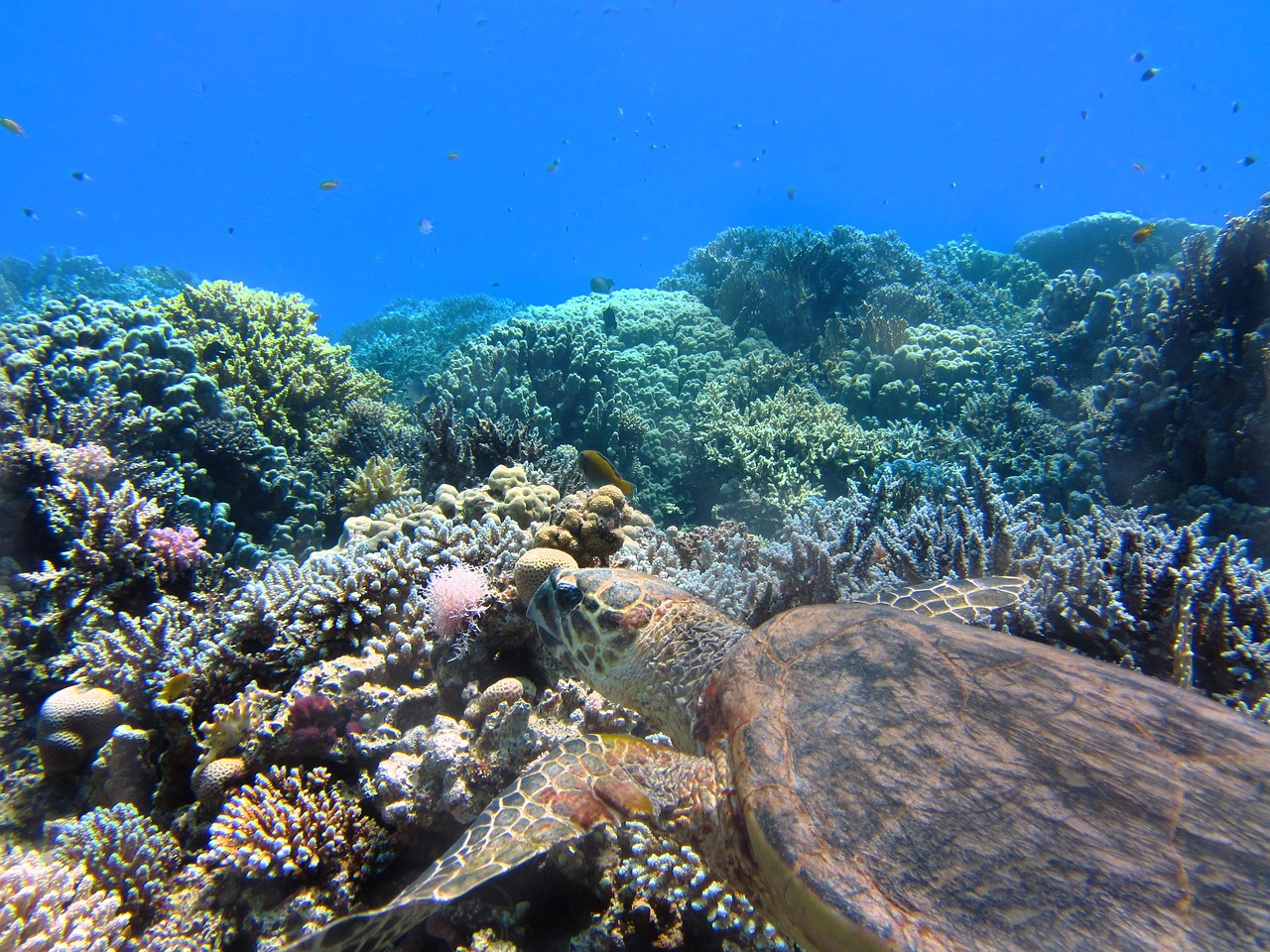 How to Snorkel a Reef Without Loving It to Death