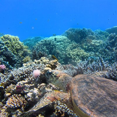 images