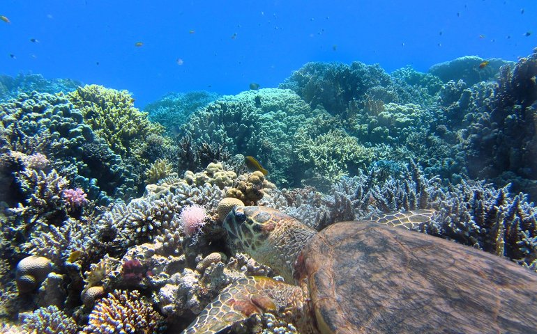 images