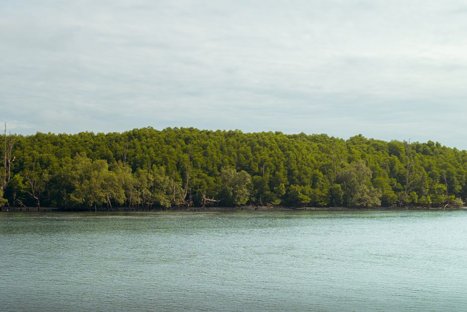 Why Mangroves Deserve a Spot on Your Coastal Itinerary